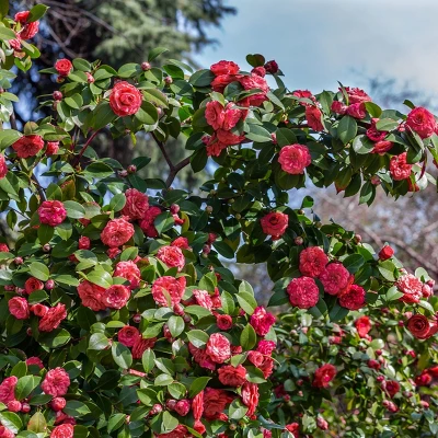 2.5qt Camellia Sasanqua Plant With Red Blooms - National Plant Network 2 2.5qt Camellia Sasanqua Plant With Red Blooms - National Plant Network - Image 2