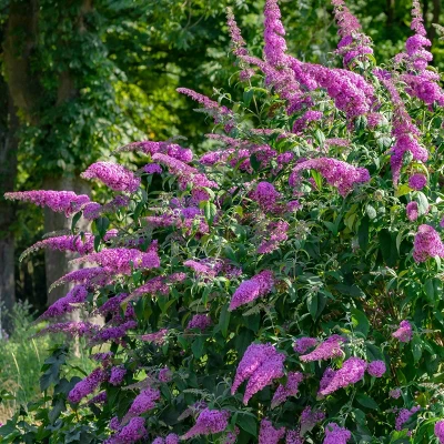 2.5qt 'Blaze Pink' Buddleia Plant With Pink Blooms - National Plant Network 2 2.5qt 'Blaze Pink' Buddleia Plant With Pink Blooms - National Plant Network - Image 2