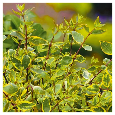 Abelia 'Francis Mason' 1pc - National Plant Network U.S.D.A Hardiness Zone 6-9 - 2.25 Gallon 2 Abelia 'Francis Mason' 1pc - National Plant Network U.S.D.A Hardiness Zone 6-9 - 2.25 Gallon - Image 2