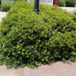 Dwarf Wax Myrtle 2.25gal U.S.D.A. Hardiness Zones 7-9 - 1pc - National Plant Network