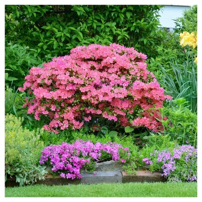 Azalea Hampton Beauty 1pc - National Plant Network U.S.D.A Hardiness Zone 7-10 2 Azalea Hampton Beauty 1pc - National Plant Network U.S.D.A Hardiness Zone 7-10 - Image 2