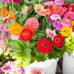 Back To The Roots 5pk Organic USA Flower Seeds 12 Back To The Roots 5pk Organic USA Flower Seeds -Sunnydaze Decor Store GUEST 9a5e7d18 d232 4ca6 bffc 0cf53ae0febb