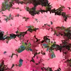 2.25gal Pink Pearl Azalea Plant With Pink Blooms - National Plant Network 5 2.25gal Pink Pearl Azalea Plant With Pink Blooms - National Plant Network -Sunnydaze Decor Store GUEST 9d73beab 0817 48f4 813e bae7376912df