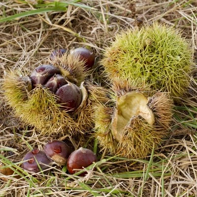 2.25gal Chinese Chestnut Tree - National Plant Network 4 2.25gal Chinese Chestnut Tree - National Plant Network - Image 4