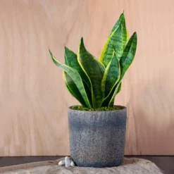Live Sansevieria Snake Plant In Repose Rustic Stone Planter -Sunnydaze Decor Store GUEST a03b544f 731f 4bcb 8003 25dd61d2e3b6