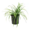 Liriope 'Big Blue' 1pc - National Plant Network - U.S.D.A. Hardiness Zones 5 - 10