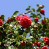 2.5qt Blood Of China Camellia Japonica Plant With Red Blooms - National Plant Network