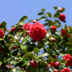 2.5qt Blood Of China Camellia Japonica Plant With Red Blooms - National Plant Network