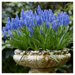 Spring Time Favorites Bulb Collection Set Of 75 Bulbs - Red/Yellow/Blue - Van Zyverden 7 Spring Time Favorites Bulb Collection Set Of 75 Bulbs - Red/Yellow/Blue - Van Zyverden -Sunnydaze Decor Store GUEST a2e40c4f 5f9d 4584 922a a70a26489a19