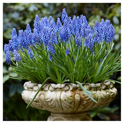 Spring Time Favorites Bulb Collection Set Of 75 Bulbs - Red/Yellow/Blue - Van Zyverden 3 Spring Time Favorites Bulb Collection Set Of 75 Bulbs - Red/Yellow/Blue - Van Zyverden - Image 3