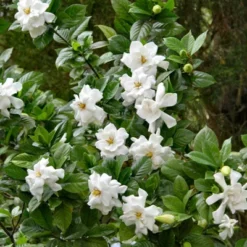 2.25gal Frostproof Gardenia Plant White Blooms - National Plant Network 5 2.25gal Frostproof Gardenia Plant White Blooms - National Plant Network -Sunnydaze Decor Store GUEST a4f5a0ae 7fe0 41a4 8912 59a043193636
