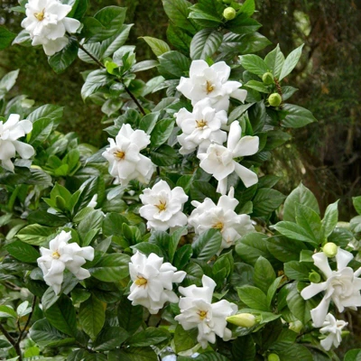 2.25gal Frostproof Gardenia Plant White Blooms - National Plant Network 3 2.25gal Frostproof Gardenia Plant White Blooms - National Plant Network - Image 3