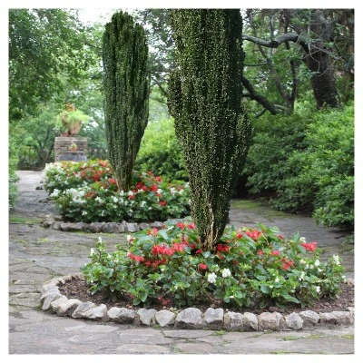 Sky Pencil Holly - National Plant Network 2 Sky Pencil Holly - National Plant Network - Image 2