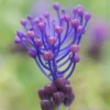25ct Grape Hyacinths Comosum Bulbs - Van Zyverden