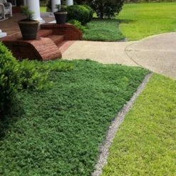 2.25gal Blue Rug Juniper Plant - National Plant Network 7 2.25gal Blue Rug Juniper Plant - National Plant Network -Sunnydaze Decor Store GUEST aebfe552 a669 4d6f b34d ec20a0c40304