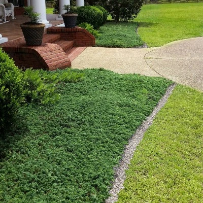 2.25gal Blue Rug Juniper Plant - National Plant Network 4 2.25gal Blue Rug Juniper Plant - National Plant Network - Image 4