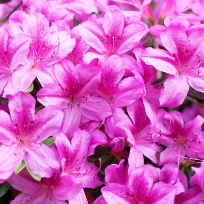 Encore 1pc Azalea Autumn Amethyst - National Plant Network 1 Encore 1pc Azalea Autumn Amethyst - National Plant Network