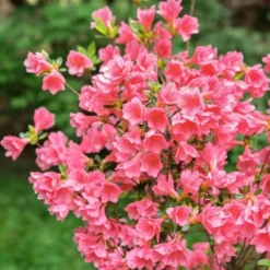 2.5qt Coral Bell Azalea Plant With Pink Blooms - National Plant Network 5 2.5qt Coral Bell Azalea Plant With Pink Blooms - National Plant Network -Sunnydaze Decor Store GUEST b0c70261 7c7d 426a 881c 53b86f4027cc