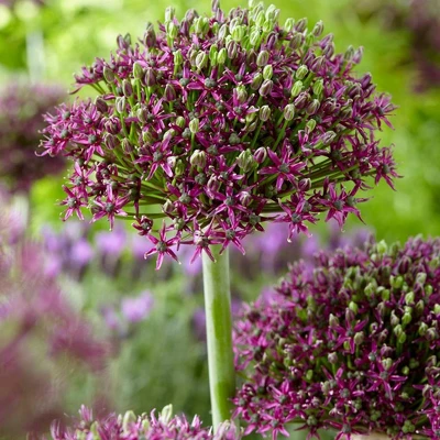 Set Of 3 Allium Magic Bulbs - Van Zyverden 1 Set Of 3 Allium Magic Bulbs - Van Zyverden