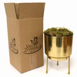 Amaryllis Stardust Red Preplanted Bulb With Brass Finish Iron Planter And Stand - Van Zyverden -Sunnydaze Decor Store GUEST b4776859 fb26 4873 8c50 9ceeb23ffa53