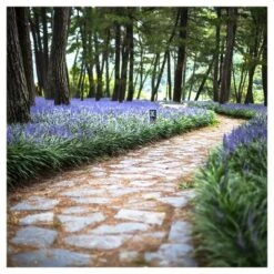 Liriope 'Big Blue' 1pc - National Plant Network - U.S.D.A. Hardiness Zones 5 - 10 -Sunnydaze Decor Store GUEST b8a8b122 ea10 4bab bb37 767433152196