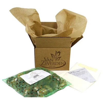 10ct Hyacinths Sweet Invitation Bulbs - Van Zyverden 4 10ct Hyacinths Sweet Invitation Bulbs - Van Zyverden - Image 4