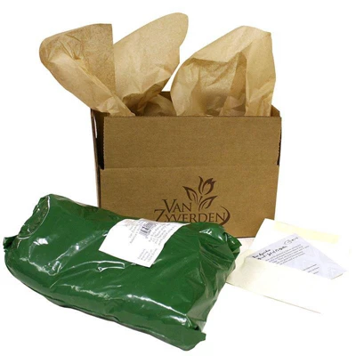 Van Zyverden Set Of 3 Roots Bearded Iris Champagne Elegance 2 Van Zyverden Set Of 3 Roots Bearded Iris Champagne Elegance - Image 2