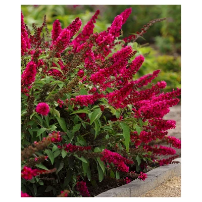 Royal Red Buddleia - National Plant Network 1 Royal Red Buddleia - National Plant Network