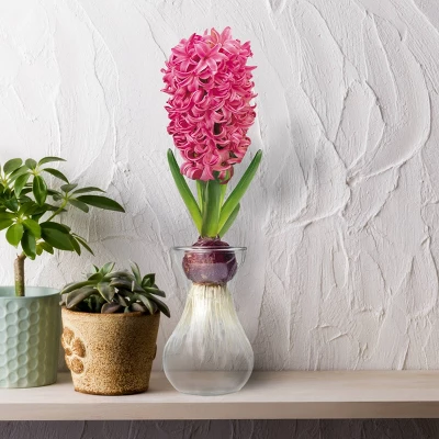 Fragrant Pink Hyacinth Bulb With Forcing Vase - National Plant Network 1 Fragrant Pink Hyacinth Bulb With Forcing Vase - National Plant Network