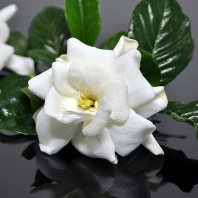 2.25gal Frostproof Gardenia Plant White Blooms - National Plant Network 2 2.25gal Frostproof Gardenia Plant White Blooms - National Plant Network - Image 2
