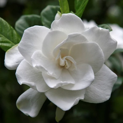 2.25gal Radicans Gardenia Plant White Blooms - National Plant Network 4 2.25gal Radicans Gardenia Plant White Blooms - National Plant Network - Image 4