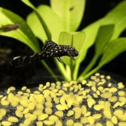 Garden Stones-500 Count Glow In The Dark Solar Pathway Pebble Lights-Decorative Glowing Rocks By Nature Spring (Yellow) 7 Garden Stones-500 Count Glow In The Dark Solar Pathway Pebble Lights-Decorative Glowing Rocks By Nature Spring (Yellow) -Sunnydaze Decor Store GUEST c91589d6 de0c 4753 9dbf 2bbf2a5c7775