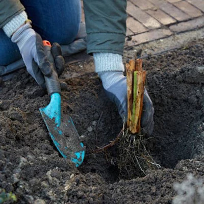 Van Zyverden Set Of 3 Roots Bearded Iris Champagne Elegance 3 Van Zyverden Set Of 3 Roots Bearded Iris Champagne Elegance - Image 3