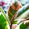Ficus Robusta Ruby Rubber Tree Plant - National Plant Network