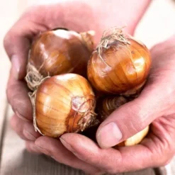 25ct Paperwhites Bulbs - Van Zyverden 8 25ct Paperwhites Bulbs - Van Zyverden -Sunnydaze Decor Store GUEST d26627c6 d4e9 44cb a677 ea09e279be28 2