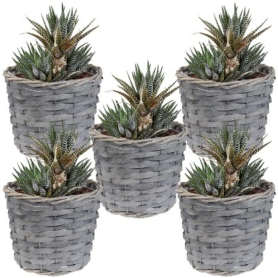 Sunnydaze Decor Sunnydaze Indoor Poplar Wicker Planters With Plastic Liners - Gray - Set Of 5 6 Sunnydaze Decor Sunnydaze Indoor Poplar Wicker Planters With Plastic Liners - Gray - Set Of 5 - Image 6