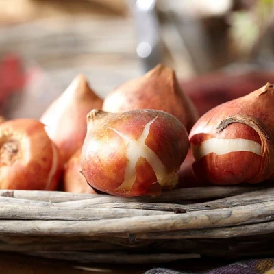 Set Of 12 Arabian Mystery Tulip Bulbs - Van Zyverden 4 Set Of 12 Arabian Mystery Tulip Bulbs - Van Zyverden - Image 4