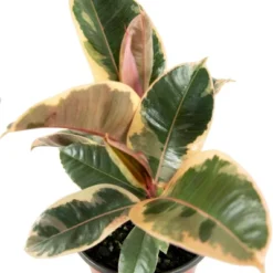 Ficus Robusta Ruby Rubber Tree Plant - National Plant Network -Sunnydaze Decor Store GUEST d6abaad3 1813 42c3 beaa 8164467cd7bf