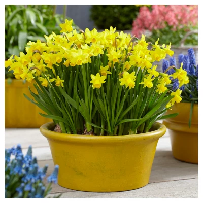 Spring Time Favorites Bulb Collection Set Of 75 Bulbs - Red/Yellow/Blue - Van Zyverden 2 Spring Time Favorites Bulb Collection Set Of 75 Bulbs - Red/Yellow/Blue - Van Zyverden - Image 2