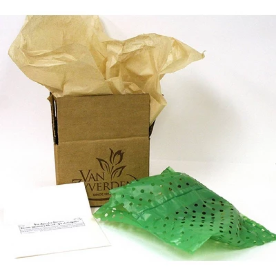 Van Zyverden Amaryllis Multicolored Picotee Flower Bulb 2 Van Zyverden Amaryllis Multicolored Picotee Flower Bulb - Image 2