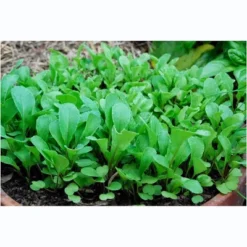 Window Garden Vegetable Starter Kit, Grow Your Own Food, Arugula