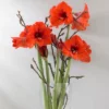 Van Zyverden Amaryllis Orange Sovereign Flower Bulb
