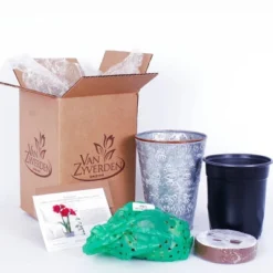 Van Zyverden Amaryllis Cherry Nymph Flower Bulb With Southwest Metal Cachepot -Sunnydaze Decor Store GUEST e03d62cc 9207 4854 9868 ea9c4522878b