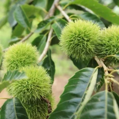 2.25gal Chinese Chestnut Tree - National Plant Network