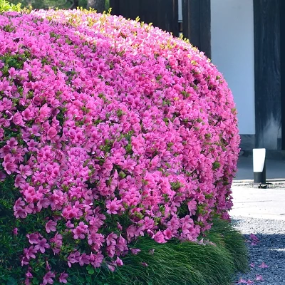 Azalea 'Karens' U.S.D.A. Hardiness Zones 5-8 - 1pc - Cottage Hill 2 Azalea 'Karens' U.S.D.A. Hardiness Zones 5-8 - 1pc - Cottage Hill - Image 2