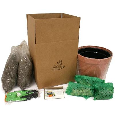 Van Zyverden 40ct Bulbs Multicolored Harmony Spring Blooming Patio Planter Set 4 Van Zyverden 40ct Bulbs Multicolored Harmony Spring Blooming Patio Planter Set - Image 4