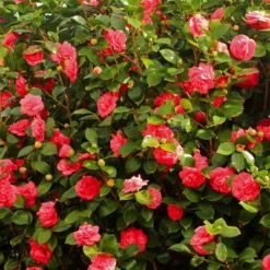 2.5qt Blood Of China Camellia Japonica Plant With Red Blooms - National Plant Network -Sunnydaze Decor Store GUEST f6de646e 41f4 480b 95ae 55e25d6fd38a