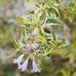 Abelia 'Hopley's' 1pc U.S.D.A. Hardiness Zones 6-10 National Plant Network 3gal