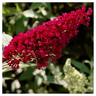 Royal Red Buddleia - National Plant Network 2 Royal Red Buddleia - National Plant Network - Image 2
