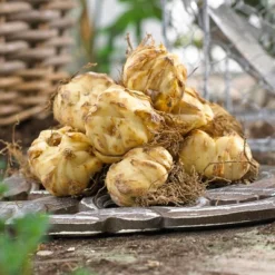 Lilies Oriental Stargazer - Set Of 12 Bulbs - Van Zyverden -Sunnydaze Decor Store GUEST fb3df230 162d 4dd9 9f00 29e9af2e9a53